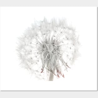 Dandelion Posters and Art